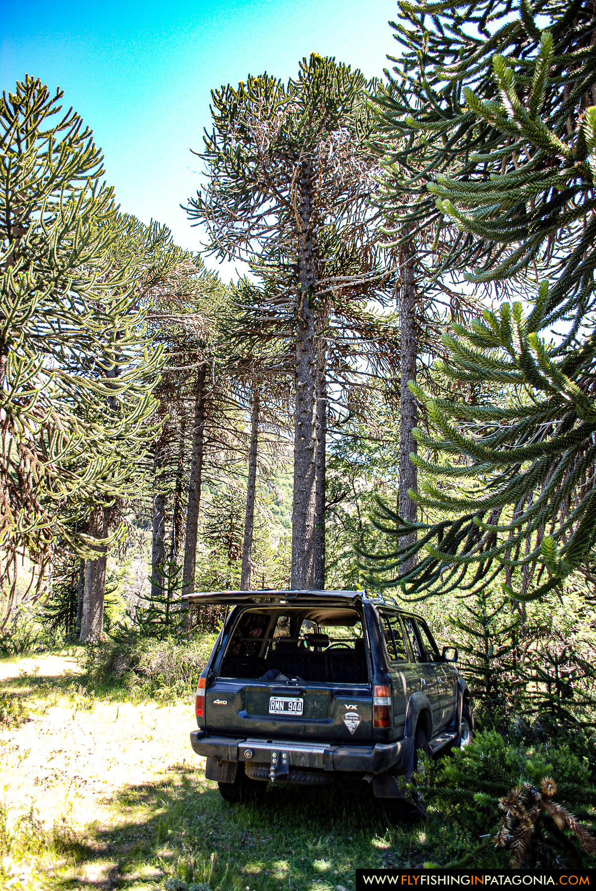 Vehicle beneath ancient araucaria trees on the access road to the Huaca Mamuil