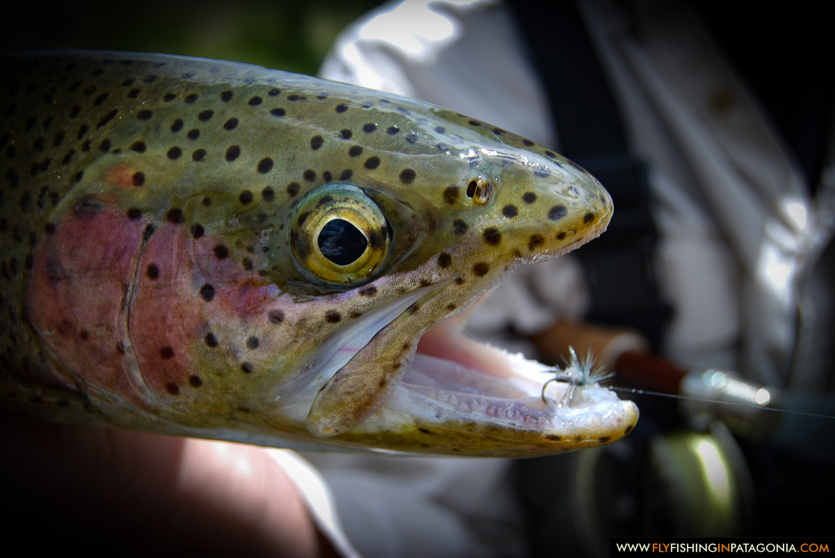 Close view of a Huaca Mamuil rainbow trout caught on a dry fly