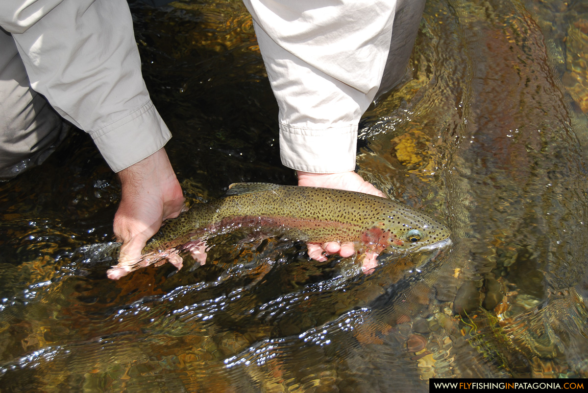 Wild rainbow trout being released into the Huaca Mamuil River
