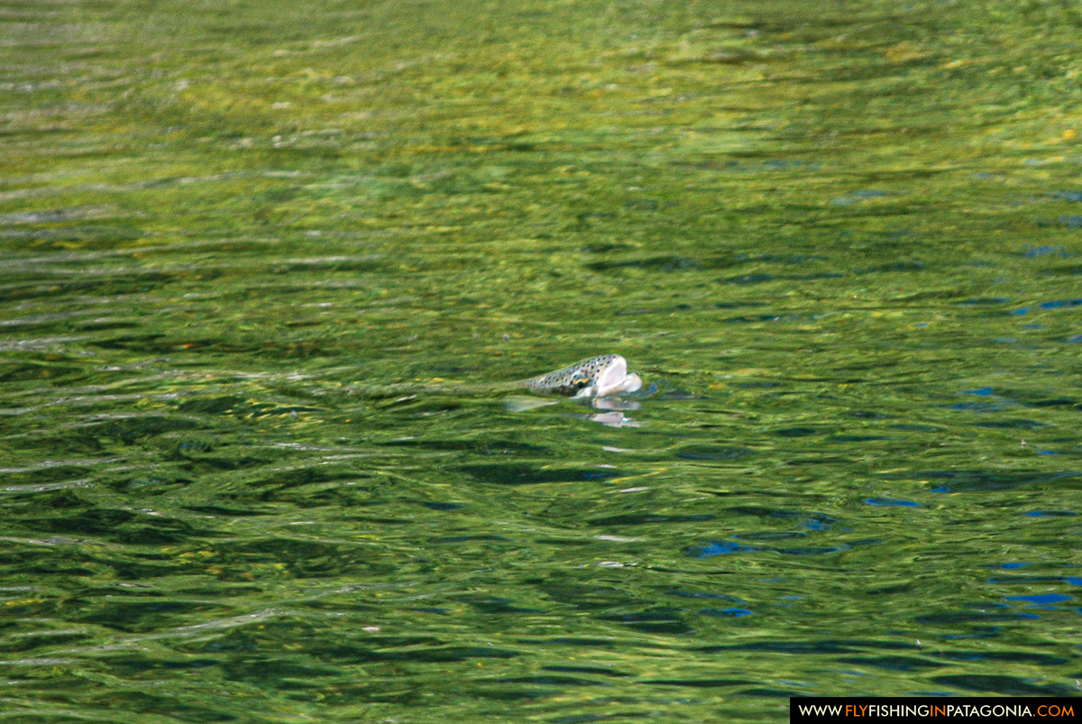 Wild trout rising in the crystal-clear water of the Huaca Mamuil River