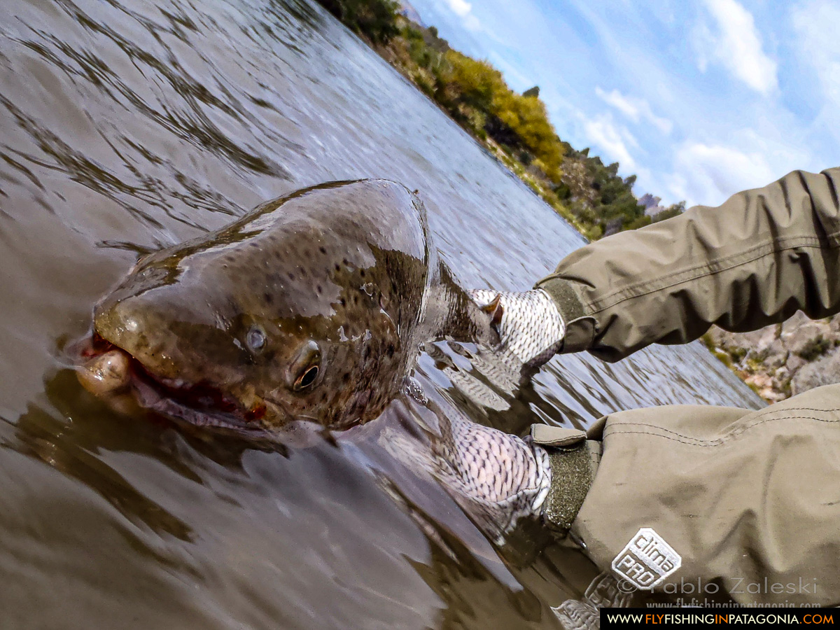 Brown trout being released into the Traful River