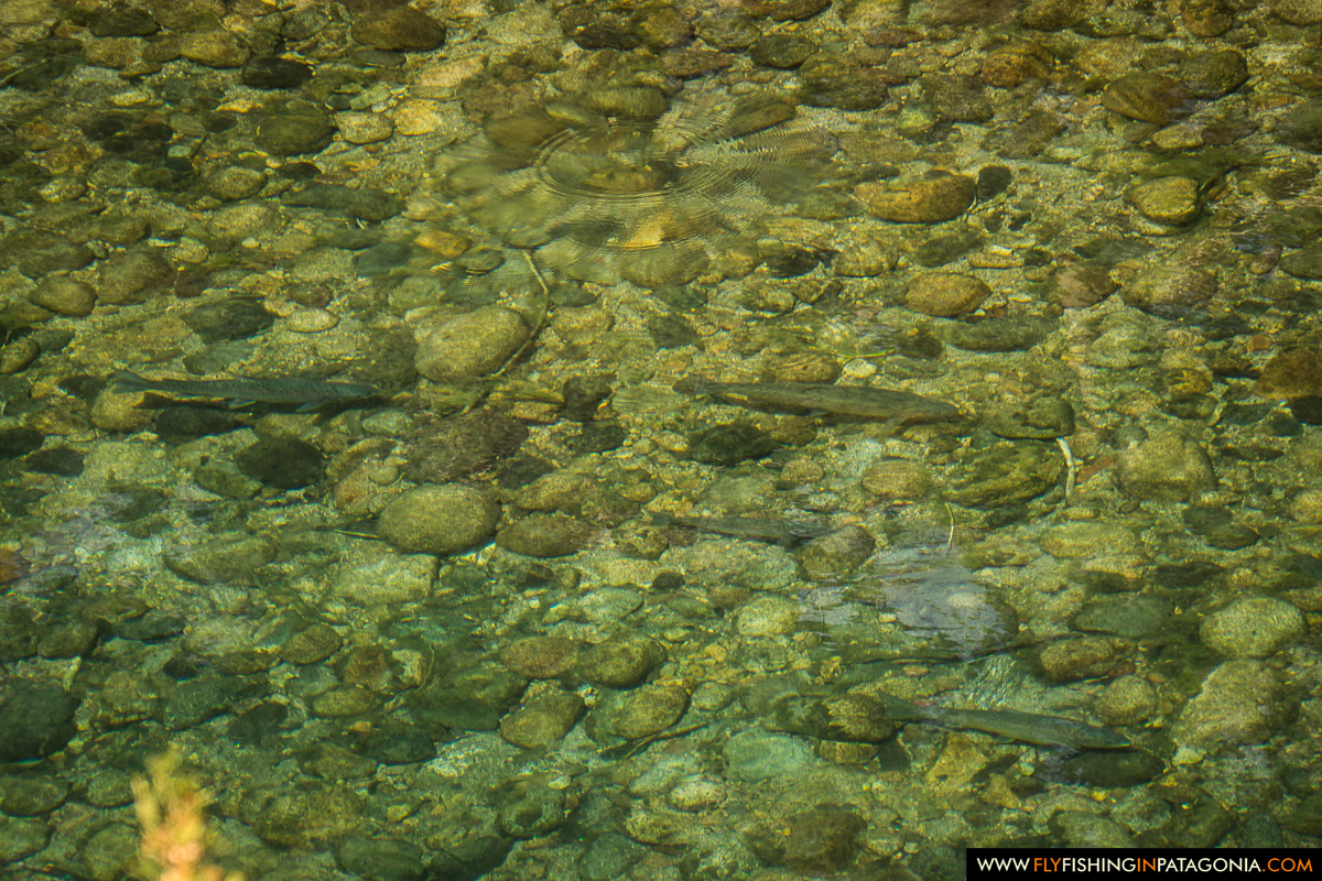 Stones visible through the crystal-clear water of the Traful River