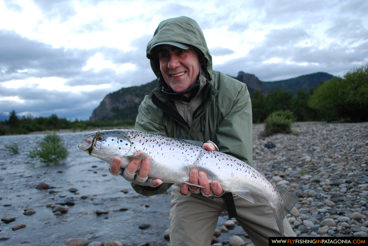 Wild rainbow trout caught on the Traful River