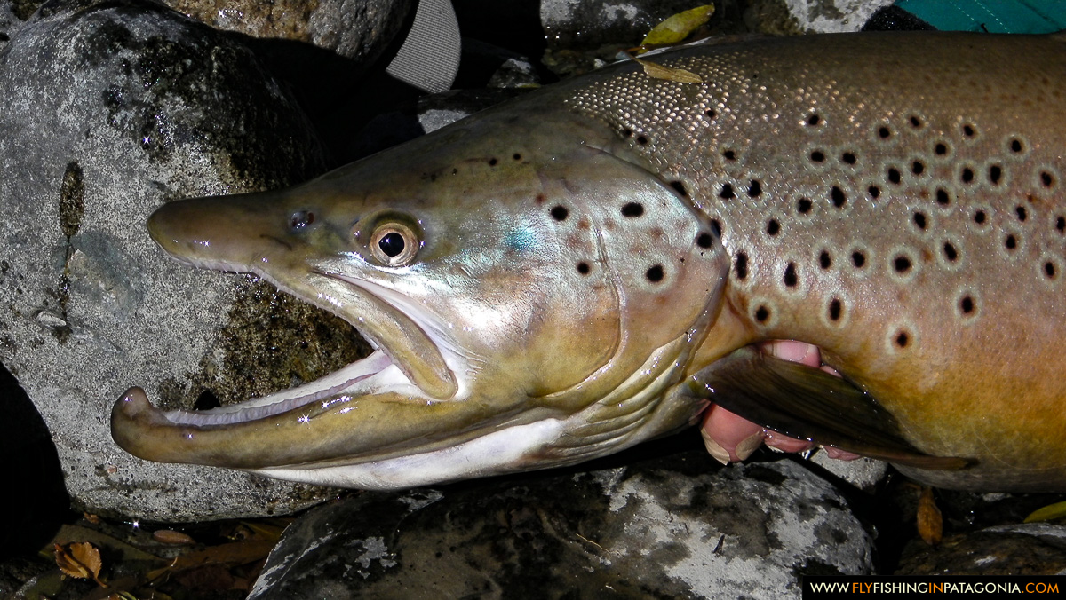 Close view of a trophy Traful River brown trout