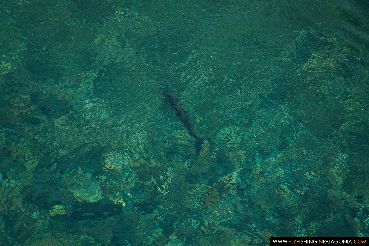 Wild trout visible beneath the transparent water of the Traful River