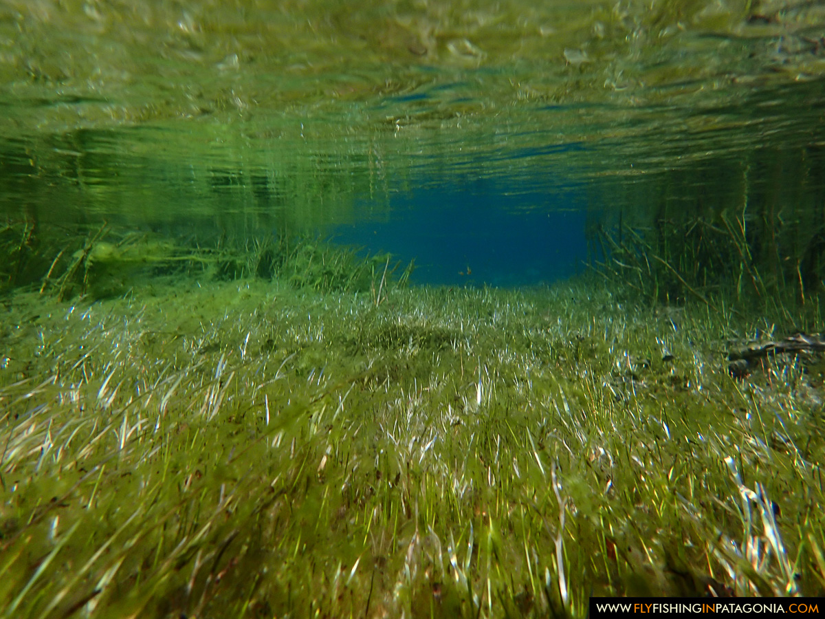 Aquatic plants beneath the clear water of the Traful River